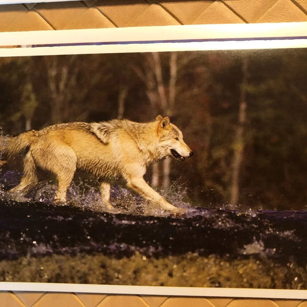 Lot of 5 Blank Note Cards with Envelopes - Pictures of Wolves